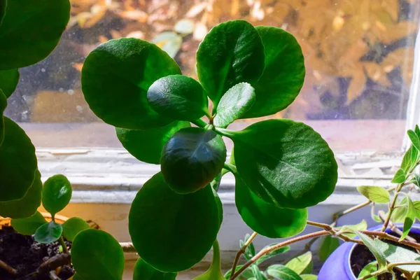 Saudável Brilhante Verde Crassula Ovata Suculento Jade Planta Sorte Árvore — Fotografia de Stock