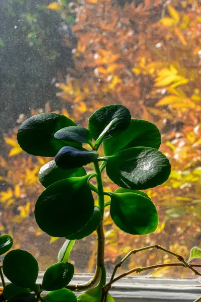 sağlıklı yeşil crassula ovata sulu yeşim bitkisi şanslı para ağacı pencere sillindoor bonsai bahçesinde.