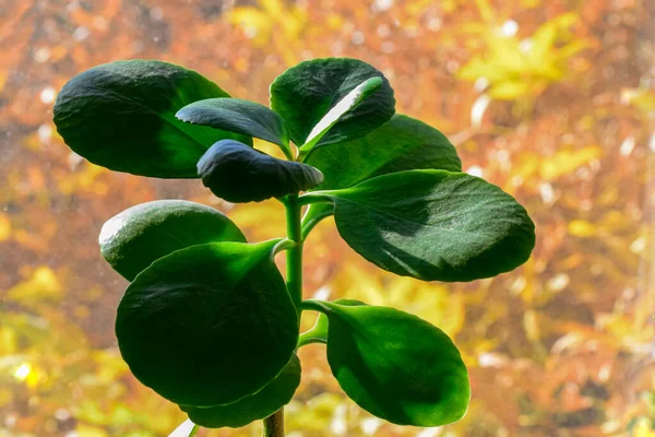 Sano Brillante Verde Crassula Ovata Pianta Succulenta Giada Albero Denaro — Foto Stock