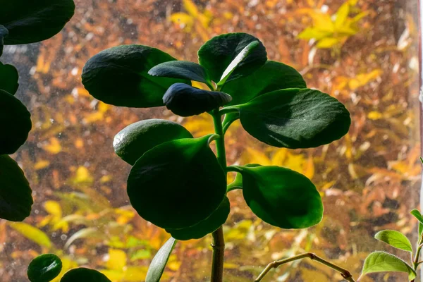 sağlıklı yeşil crassula ovata sulu yeşim bitkisi şanslı para ağacı pencere sillindoor bonsai bahçesinde.