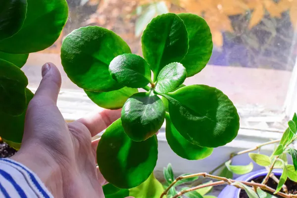 Nazik kadın elleri sağlıklı yeşil crassula ovata lezzetli yeşim taşı ağacını tutuyor..