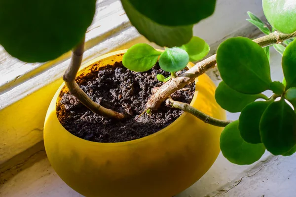 Kök sistemi sağlıklı yeşil crassula ovata sulu yeşim bitkisi sarı tencerede şanslı para ağacı