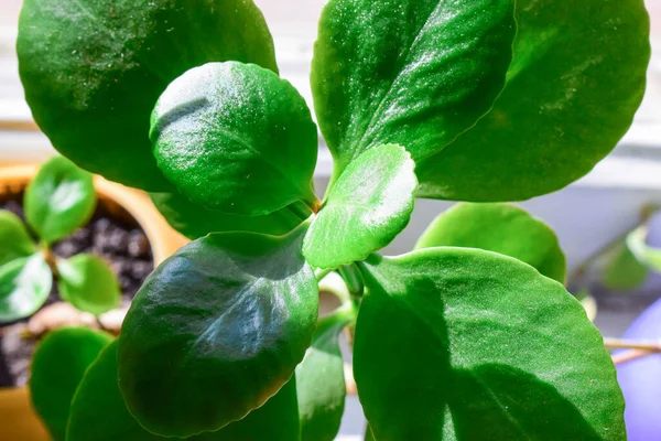 sağlıklı yeşil crassula ovata sulu yeşim bitkisi şanslı para ağacı pencere sillindoor bonsai bahçesinde