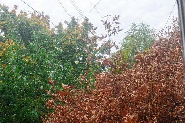 Ярко Оранжевые Желтые Осенние Листья Ранней Осенью Палитра Цветов Земли — стоковое фото