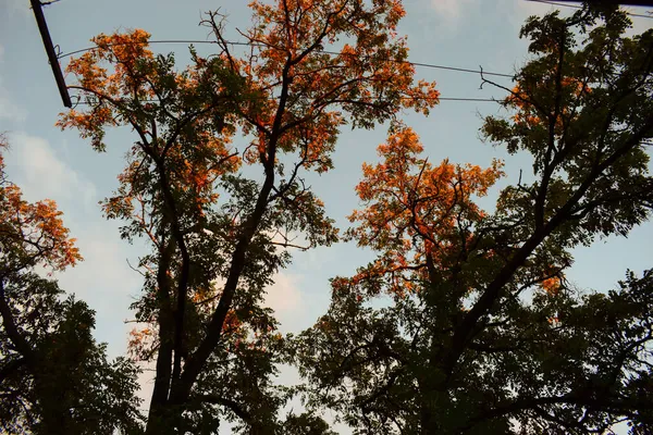 Hojas Otoño Amarillo Anaranjado Brillante Principios Otoño Tonos Tierra Paleta — Foto de Stock