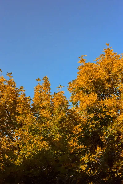 Sonbaharın başlarında parlak turuncu sonbahar yaprakları, toprak tonları renk paleti.