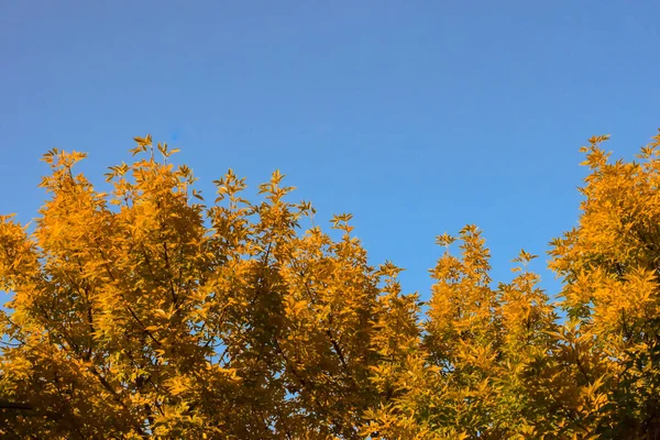 Sonbaharın başlarında parlak turuncu sonbahar yaprakları, toprak tonları renk paleti.