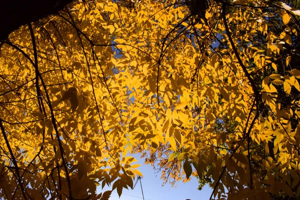 Folhas Outono Amarelo Alaranjadas Brilhantes Início Outono Paleta Cores Tons — Fotografia de Stock