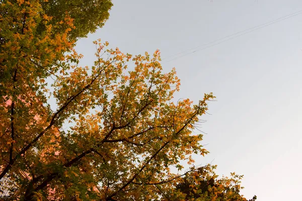 Hojas Otoño Amarillo Anaranjado Brillante Principios Otoño Tonos Tierra Paleta — Foto de Stock