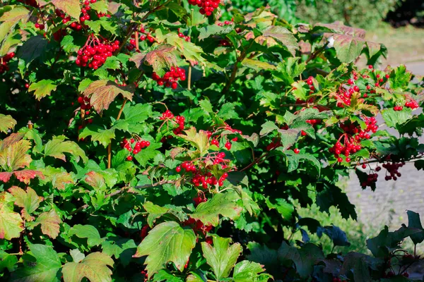 Semak Hijau Selamanya Dari Cranberry Berry Merah Semak Hijau Siap — Stok Foto