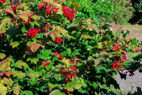 Evergreen Shrub Cranberry Red Berries Green Bush Ready Harvest — Stock Photo, Image