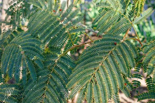 Albizia Julibrissin Växt Små Gröna Blad Ros Persiska Silke Träd — Stockfoto