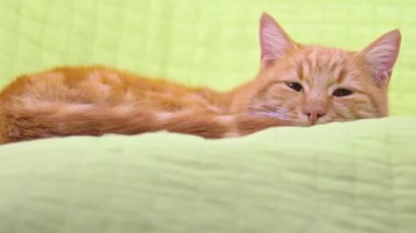 Yorgun, sakin, tembel, kızıl kedi yeşil sandalyede uyuyor.