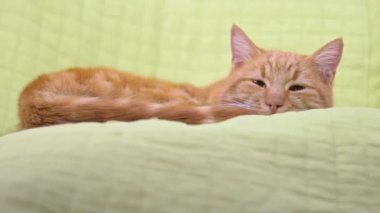 Yorgun, sakin, tembel, kızıl kedi yeşil sandalyede uyuyor, uyandığında kameraya bakıyor.