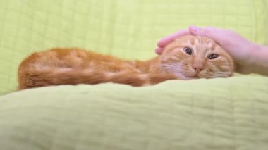 Genç bayan el okşuyor sakin tembel kızıl kedi yeşil sandalyede uyuyor.