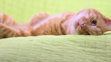 Uykucu, sevimli kızıl kedi rahat yeşil yastığa uzanmış büyük gözleriyle kameraya bakıyor.