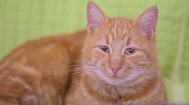 Tatlı, tembel, uykulu kızıl kedi kameraya bakıyor. Kocaman gözleri var.