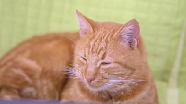 Bonito preguiçoso sonolento gengibre gato relaxante fechar os olhos adormecer em câmera lenta — Vídeo de Stock