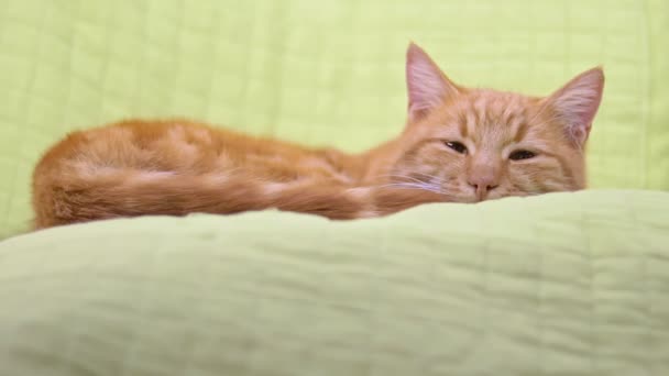 Уставший расслабленный спокойный ленивый рыжий кот спит в зеленом кресле, просыпаясь глядя в камеру — стоковое видео
