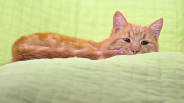 Уставший расслабленный спокойный ленивый рыжий кот в зеленом кресле, смотрящий в камеру с большими глазами засыпающими — стоковое видео