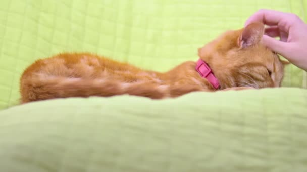 Relajado somnoliento lindo jengibre gato disfrutando suave mascotas de hembra mano — Vídeos de Stock