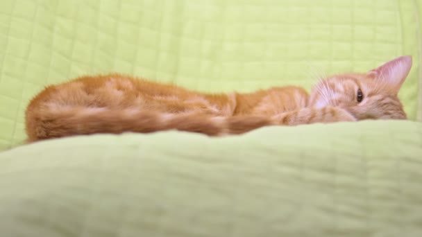 Расслабленный сонный милый ленивый рыжий кот падает задом в зеленое кресло — стоковое видео