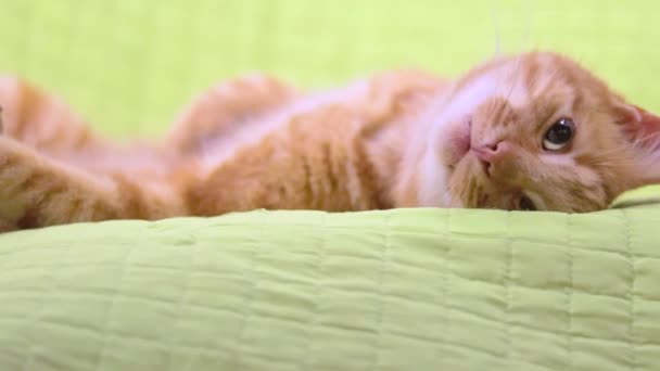 늘씬 하고 귀여운 생강 고양이가 편안 한 녹색 베개 위에 누워서 큰 눈으로 카메라를 보고 있다. — 비디오