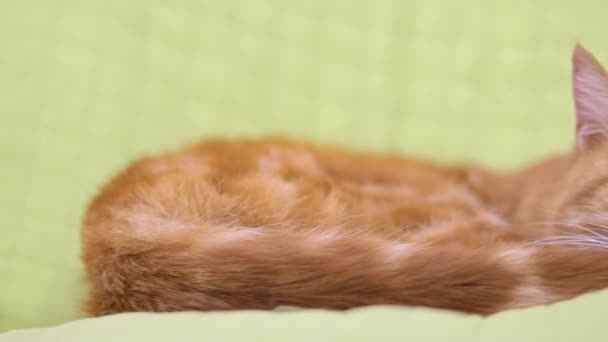 Lindo perezoso cansado jengibre gato durmiendo en verde almohada en primer plano detallado ver — Vídeos de Stock