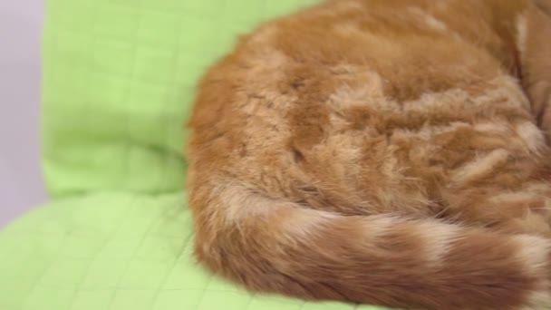 Mignon paresseux fatigué gingembre chat dormir sur coussin vert en gros plan vue détaillée — Video