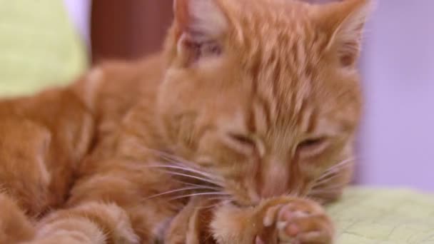 Gros plan vue détaillée sur mignon paresseux fatigué gingembre chat nettoyage pattes lécher fourrure sur vert oreiller — Video