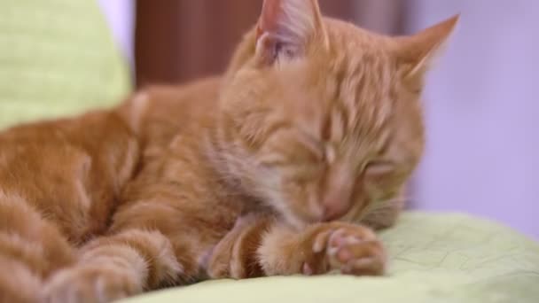 Fermer vue détaillée sur mignon paresseux fatigué gingembre chat lécher nettoyage pattes poilues sur coussin vert — Video