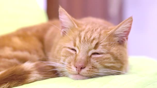 Крупним планом детальний вид на милого лінивого втомленого імбирного кота, який спить на зеленій подушці — стокове відео