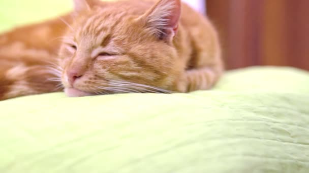 Закрыть подробный вид на симпатичную ленивую усталую имбирную кошку, спящую на зеленой подушке — стоковое видео