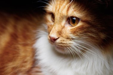 Şirin, tüylü, kızıl kedili, büyük parlak kehribar gözlü, açık gözlü. Detaylı çekimde rahatlıyor..