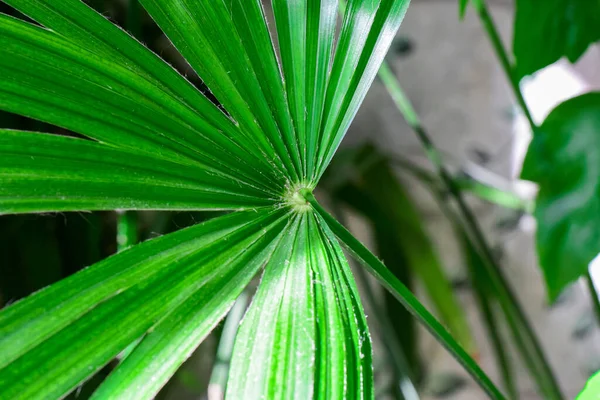 屋内植物園の明るい緑の葉の詳細を閉じます — ストック写真