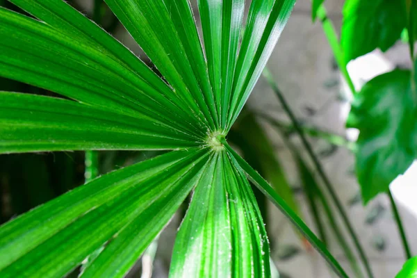 Close Details Bright Green Leaf Indoor House Plant Garden — Stock Photo, Image