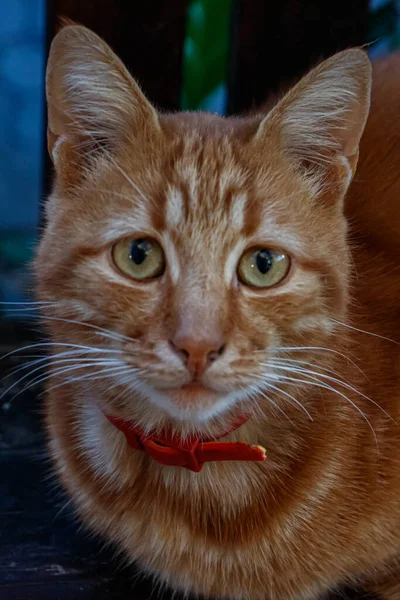 Sevimli heyecanlı kızıl kedi kameraya bakıyor açık yeşil gözlerle.
