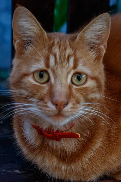 Sevimli Heyecanlı Kızıl Kedi Kameraya Bakıyor Açık Yeşil Gözlerle — Stok fotoğraf