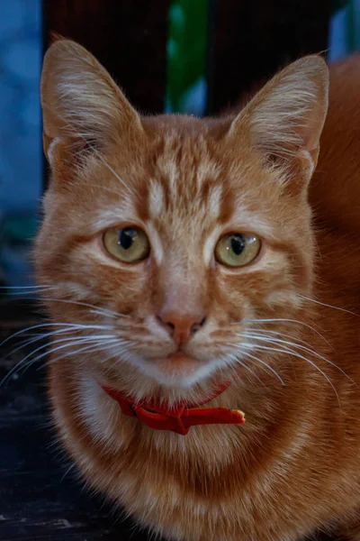 Aranyos Izgatott Gyömbér Macska Látszó Ban Kamera Val Élénk Zöld — Stock Fotó