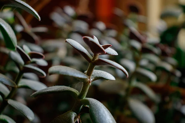 Sağlıklı yeşil crassula ovata sulu yeşim bitkisi şanslı para ağacı kapalı bir bonsai bahçesi.