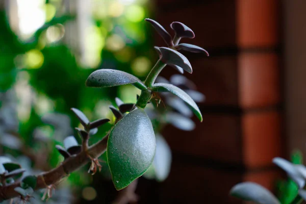 Sağlıklı yeşil crassula ovata sulu yeşim bitkisi şanslı para ağacı kapalı bir bonsai bahçesi.