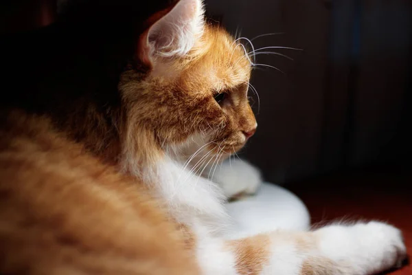 Bonito Bonito Peludo Gengibre Gato Com Grande Brilhante Âmbar Olhos — Fotografia de Stock