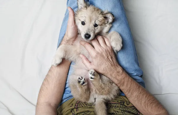 Pequeno Cachorro Bonito Cão Encontra Nas Pernas Homem — Fotografia de Stock