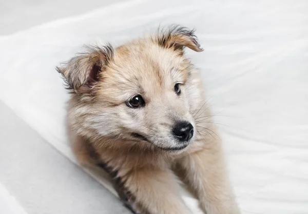 Nahaufnahme Porträt Von Niedlichen Welpen Hund Auf Weißem Stoff Hintergrund — Stockfoto