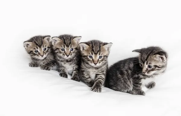 Vier Niedliche Gestromte Kätzchen Auf Weißem Stoffhintergrund — Stockfoto