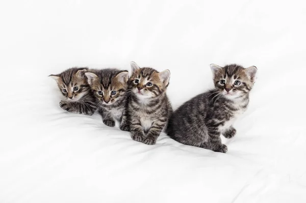 Чотири Маленькі Кошенята Таббі Фоні Білої Тканини — стокове фото