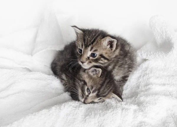 Twee Kleine Tabby Kittens Rusten Witte Handdoek Achtergrond — Stockfoto