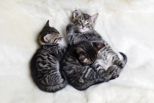 Három Alvó Kis Aranyos Cica Prémes Fehér Takarón — Stock Fotó