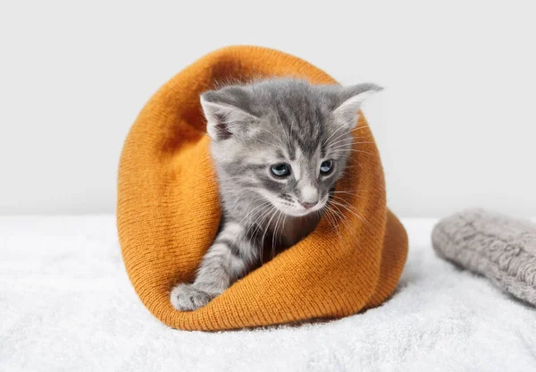 少しかわいいですグレー子猫でオレンジウールの帽子 — ストック写真