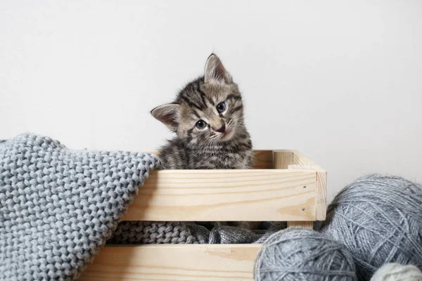 木箱の中の小さな子猫 毛糸と糸の玉 — ストック写真